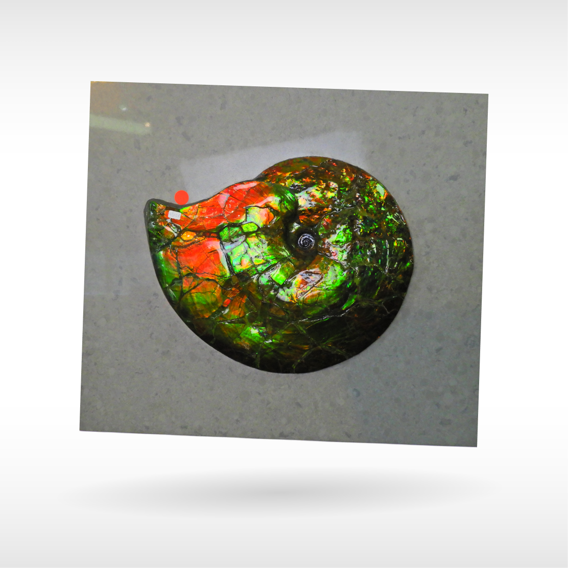 Canadian ammolite hot sale for sale