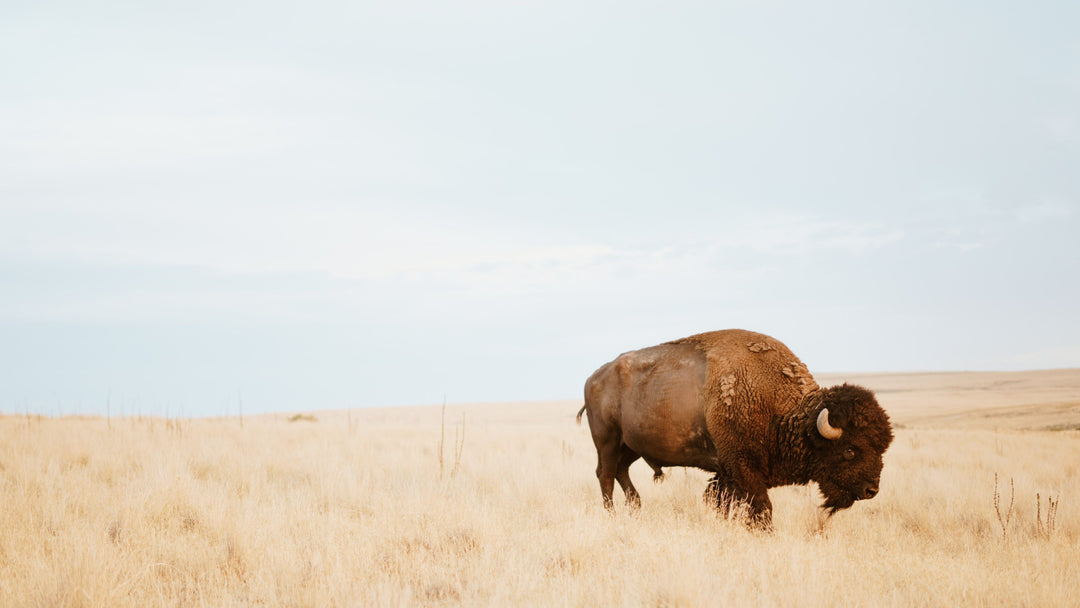 The Blackfoot ‘Buffalo Stone’ and KORITE Ammolite