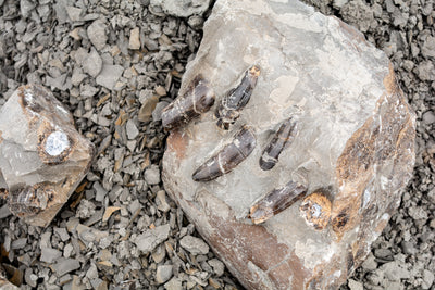 Mosasaur Uncovered at the KORITE Mine