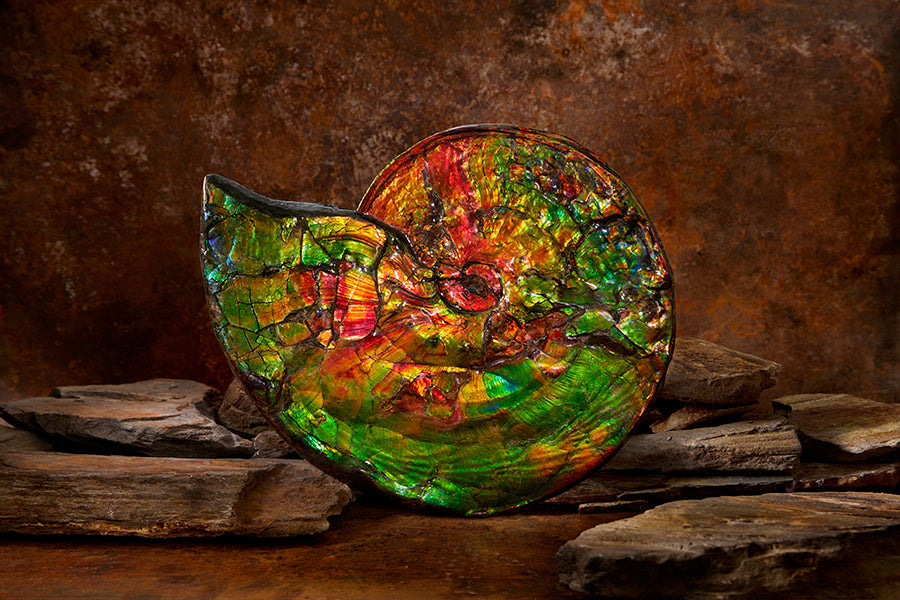 Honouring Heritage and Craft: KORITE’s Canadian Ammolite and Ammonites