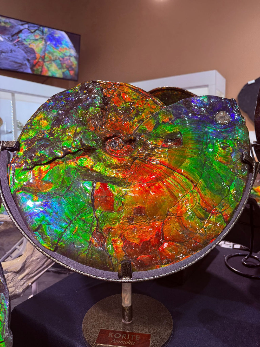Tucson 2026: Showcasing Fossils and Ammolite to the Global Gemstone Community