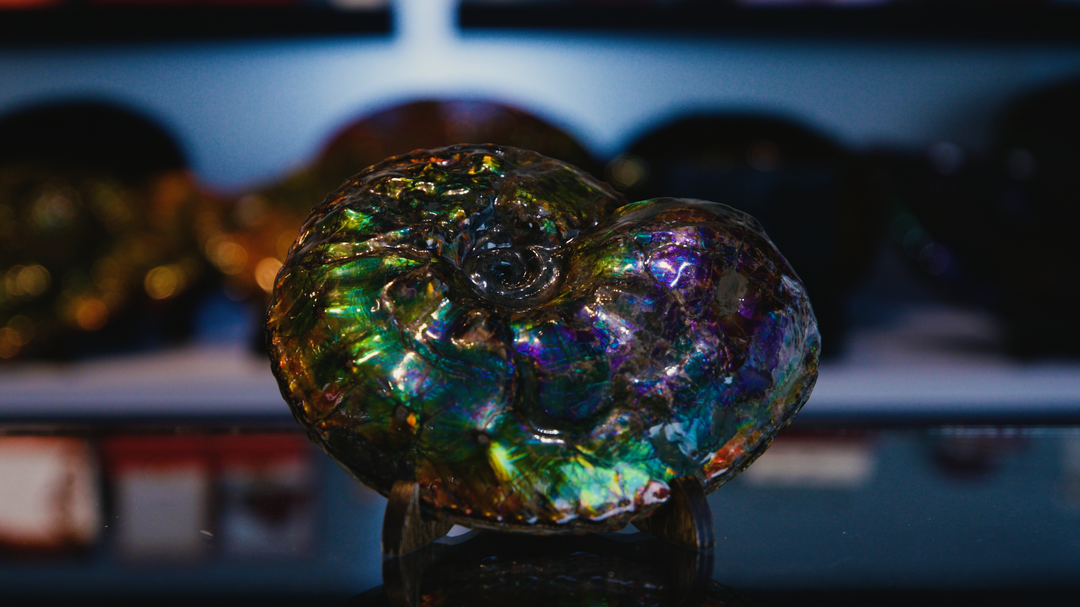 Ammolite announced as Alberta's Official Provincial Gemstone!