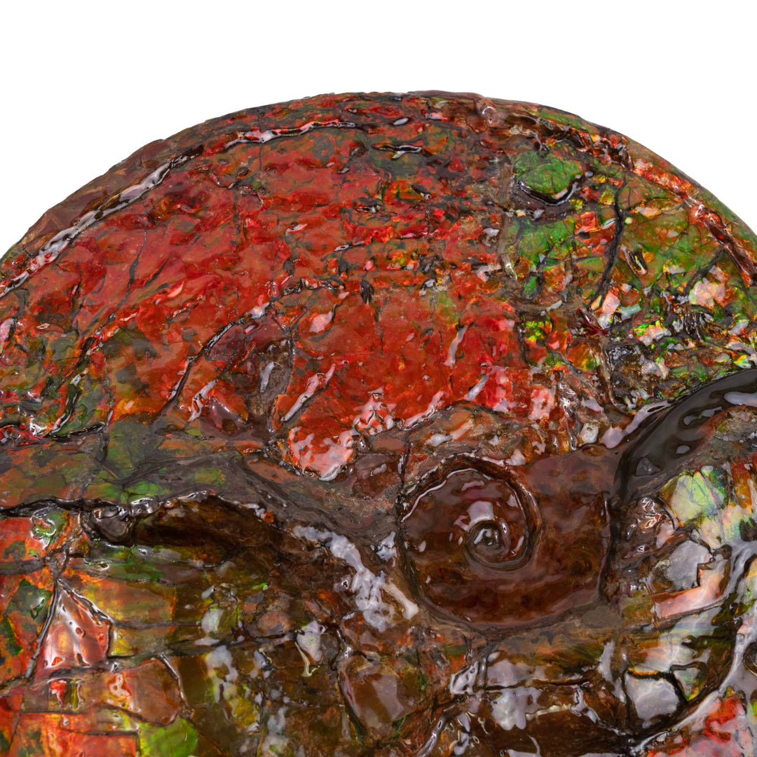Canadian Ammonite