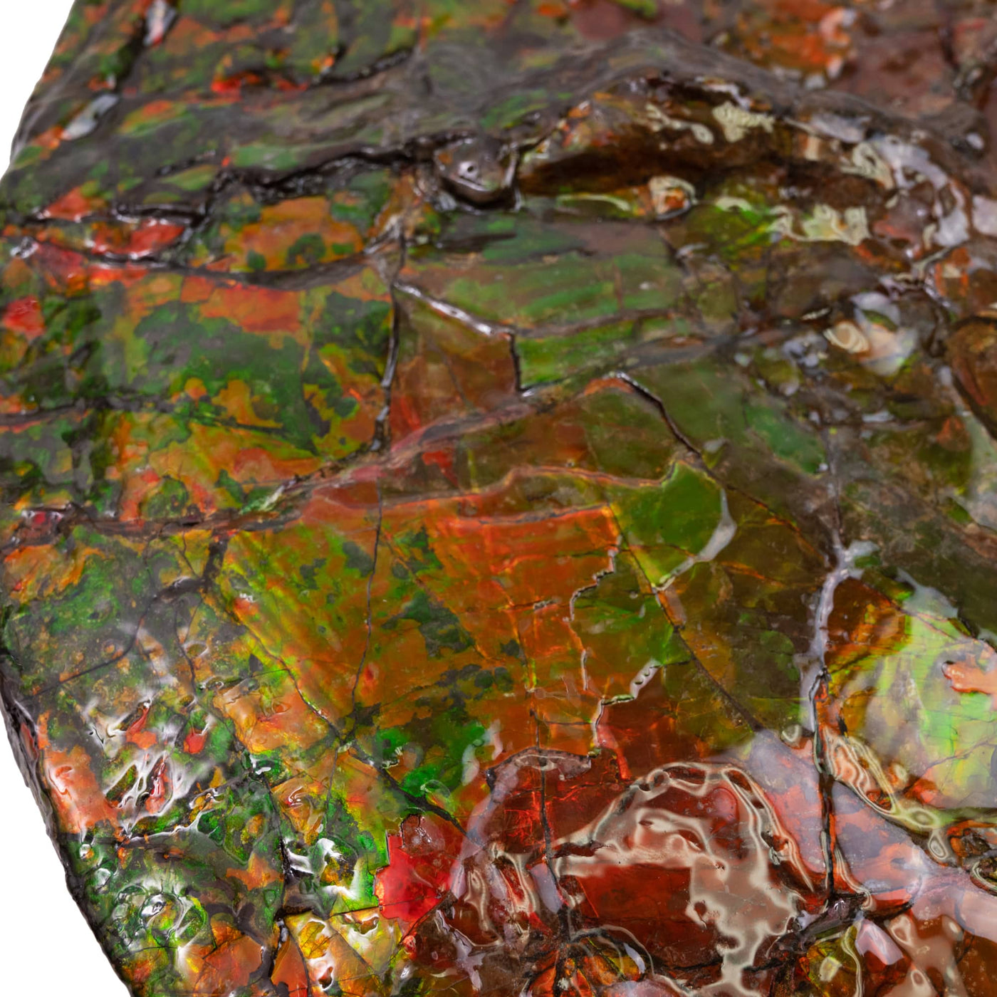 Canadian Ammonite