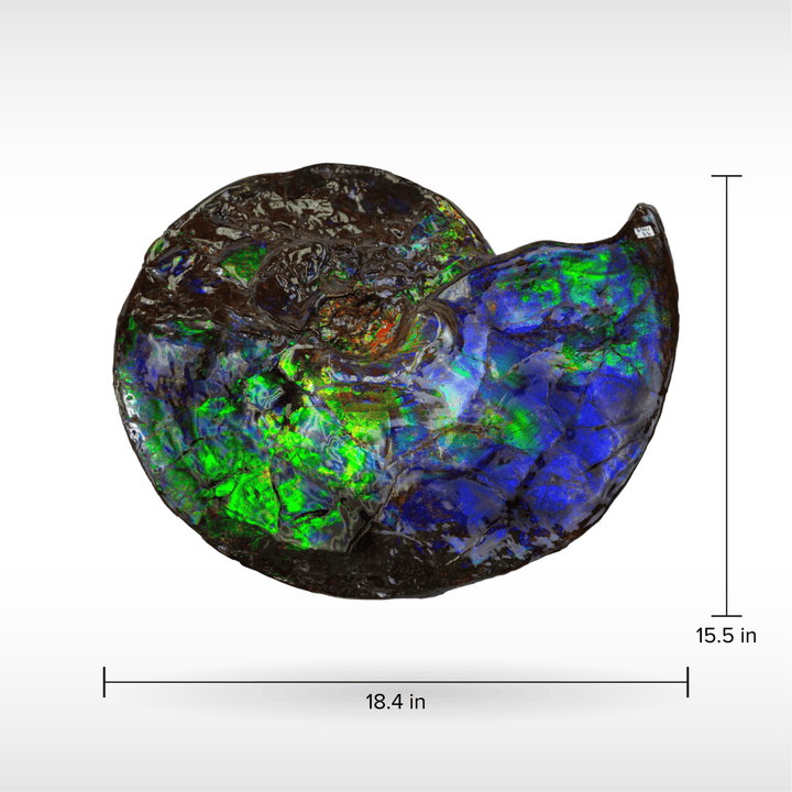 Ammonite fossil