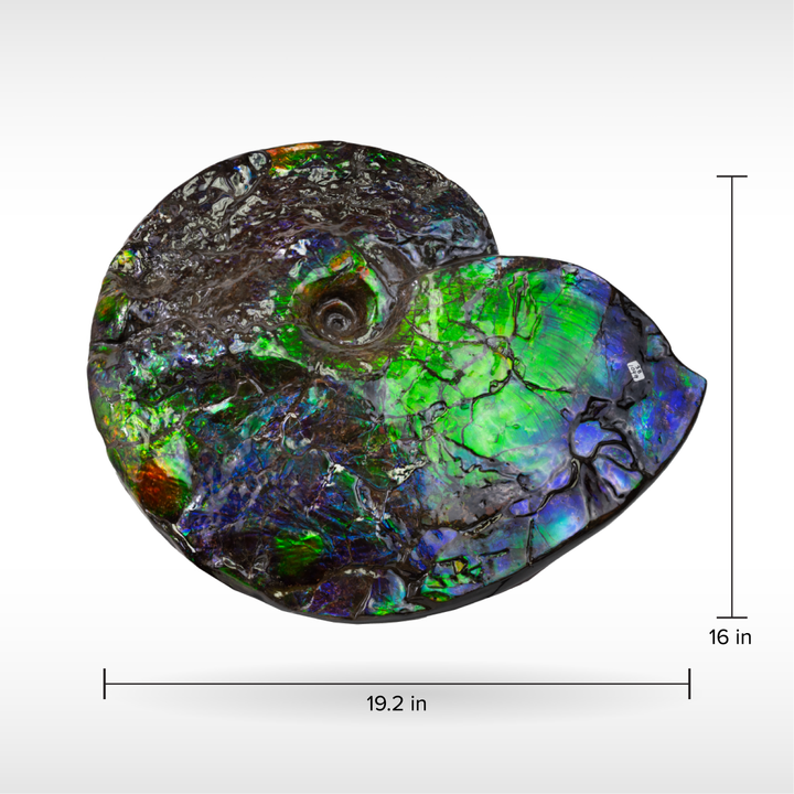 Canadian Ammonite