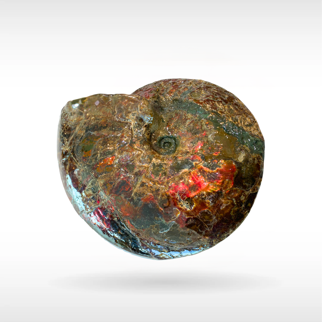 Canadian Ammonite 10(1385)