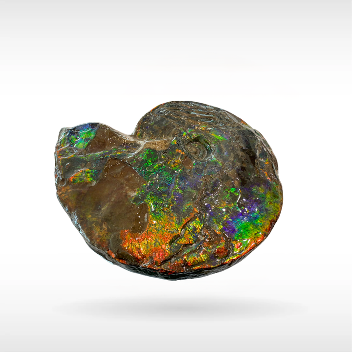 Canadian Ammonite 111 (1241)