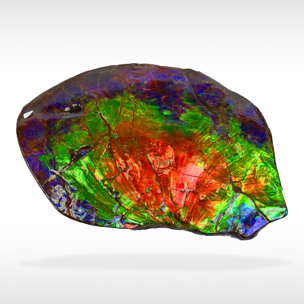 Canadian Ammonite KORITE