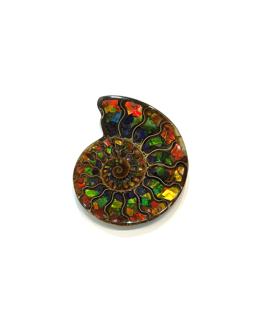 Madagascar Ammonite with Inlaid Ammolite