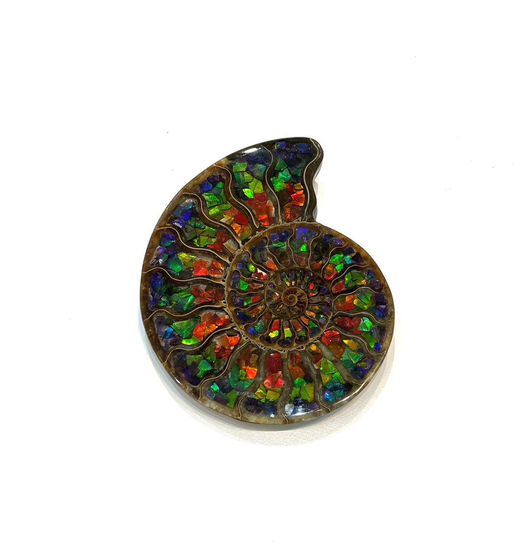 Madagascar Ammonite with Inlaid Ammolite