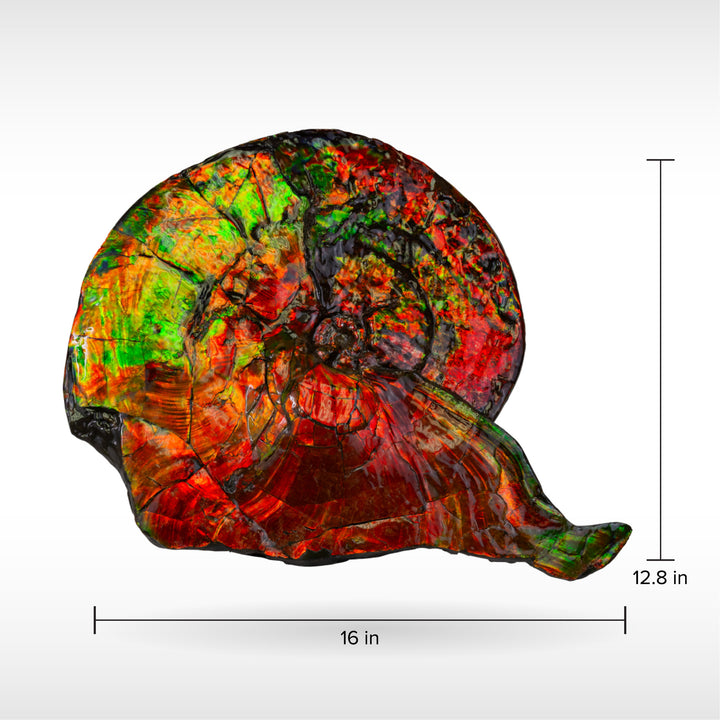 Ammonite fossil