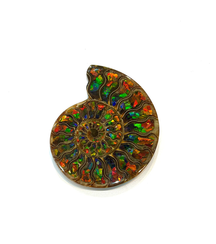 Madagascar Ammonite with Inlaid Ammolite
