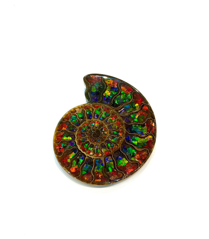 Madagascar Ammonite with Inlaid Ammolite