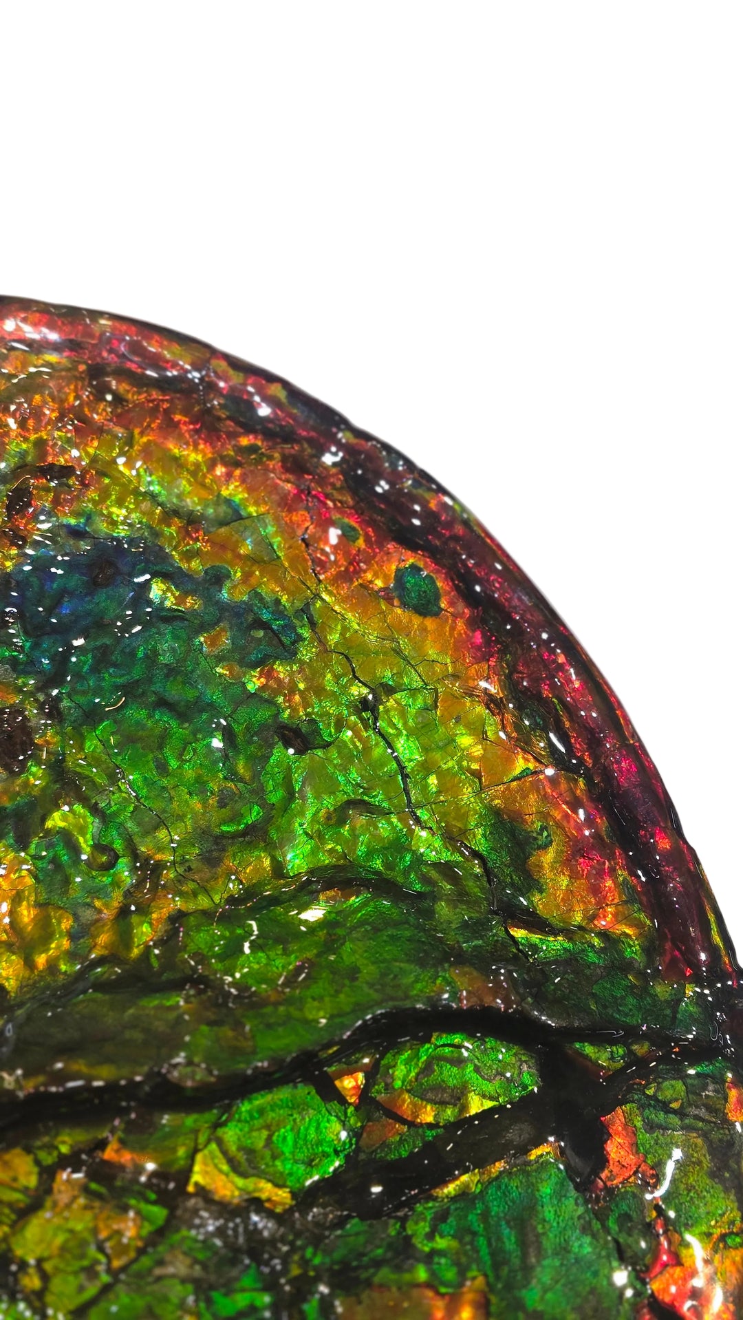 Canadian Ammonite 3-1495