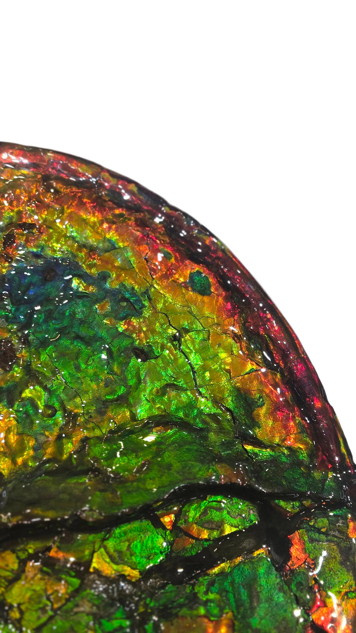 Canadian Ammonite 3-1495