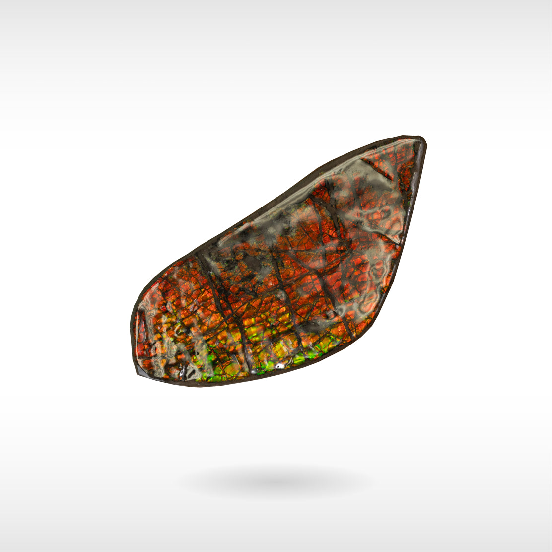 Freeform Ammolite - Handheld