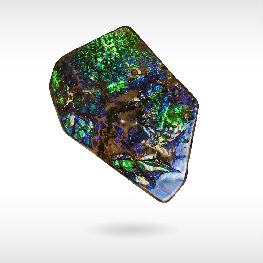 Freeform Ammolite - Handheld