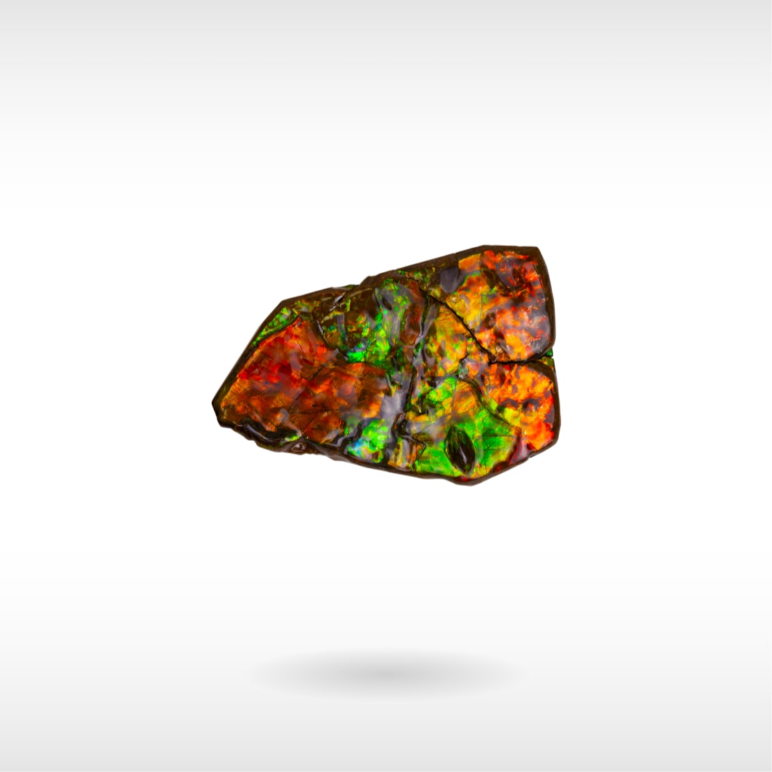 Freeform Ammolite - Handheld