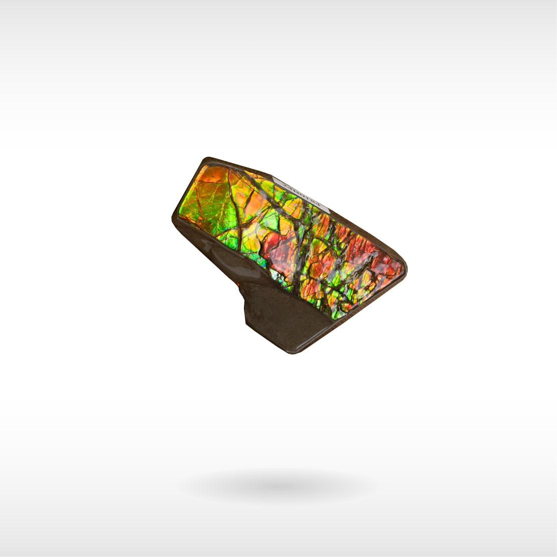 Freeform Ammolite - Handheld