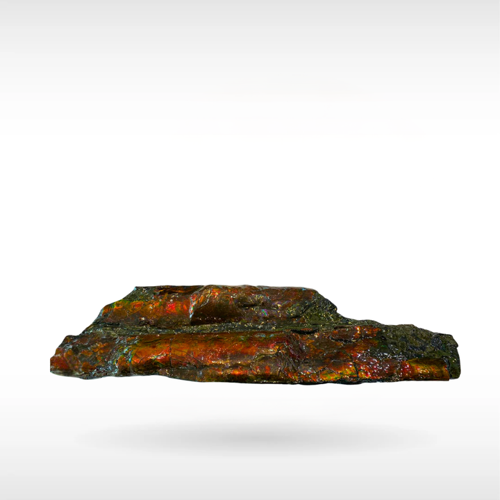 Canadian Ammonite 42(B100)
