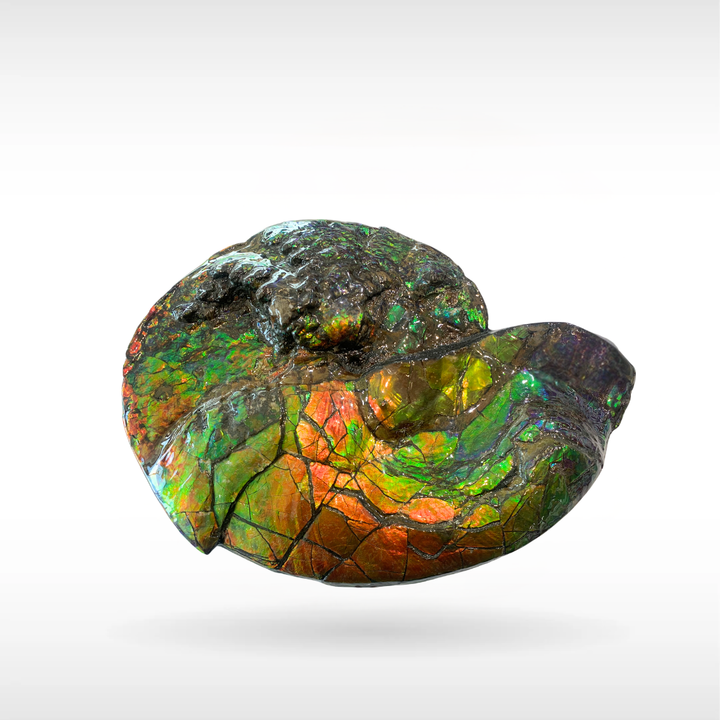 Canadian Ammonite - 4(1418)