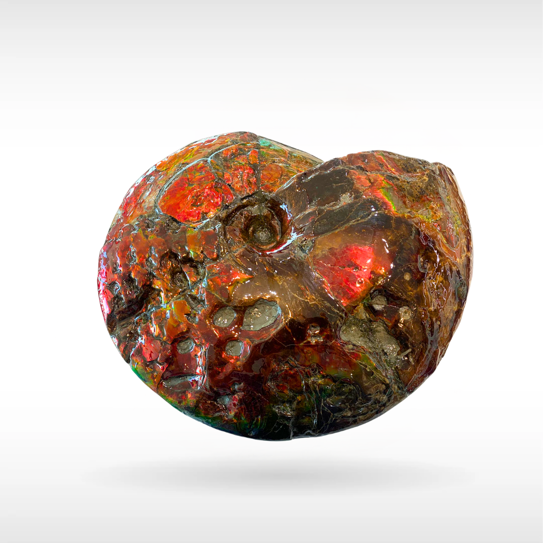 Canadian Ammonite 5 (1536)