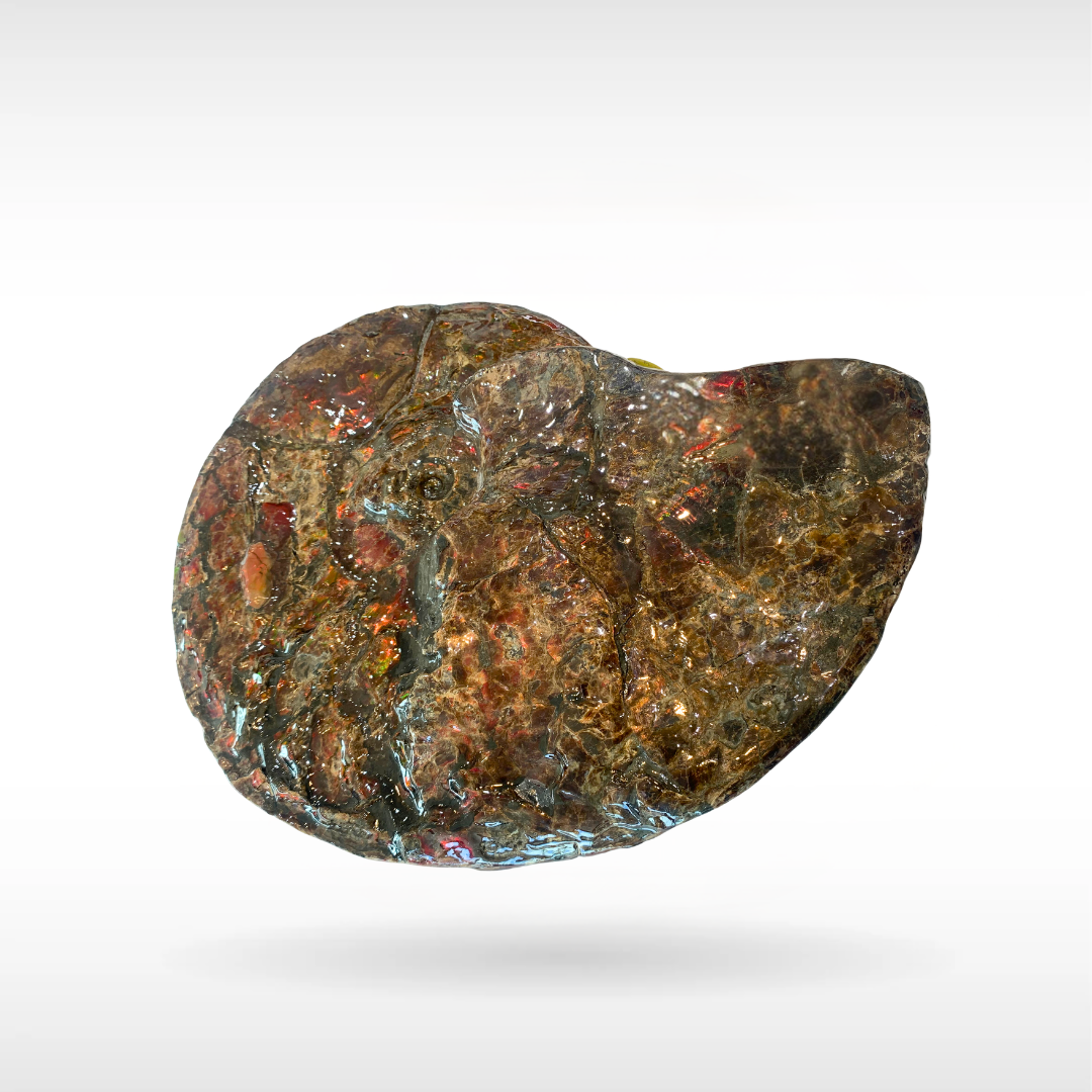 Canadian Ammonite 6(1364)
