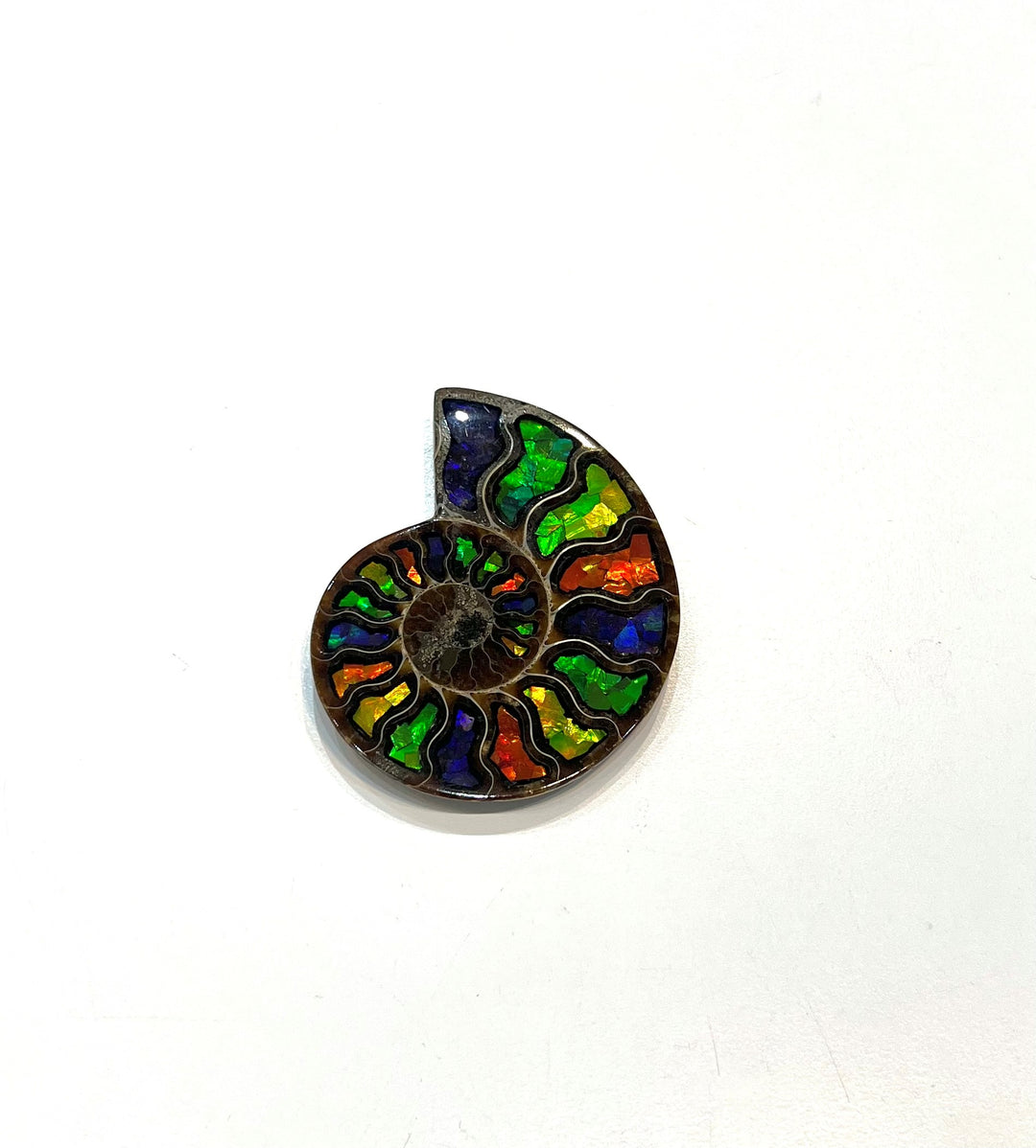 Madagascar Ammonite with Inlaid Ammolite