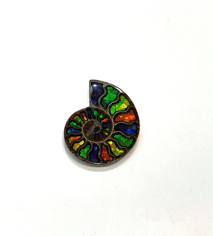 Madagascar Ammonite with Inlaid Ammolite