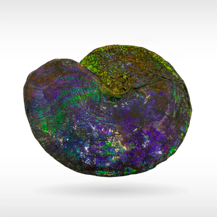 Canadian Ammonite 74 (B100)