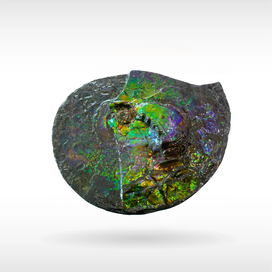 Canadian Ammonite - 7(1493)
