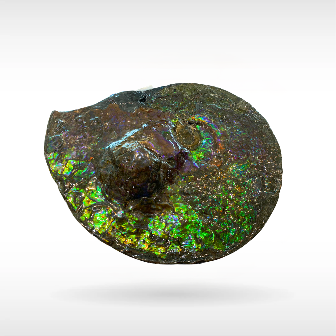 Canadian Ammonite - 7(1493)