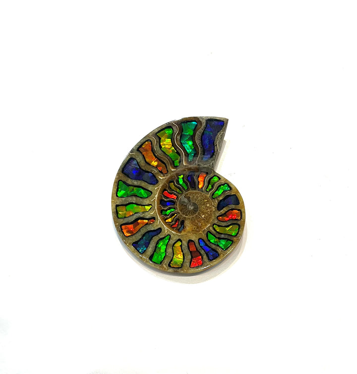 Madagascar Ammonite with Inlaid Ammolite