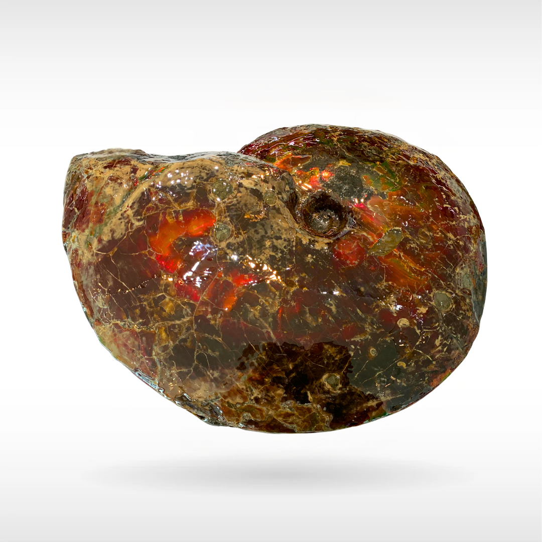 Canadian Ammonite 8(1332)