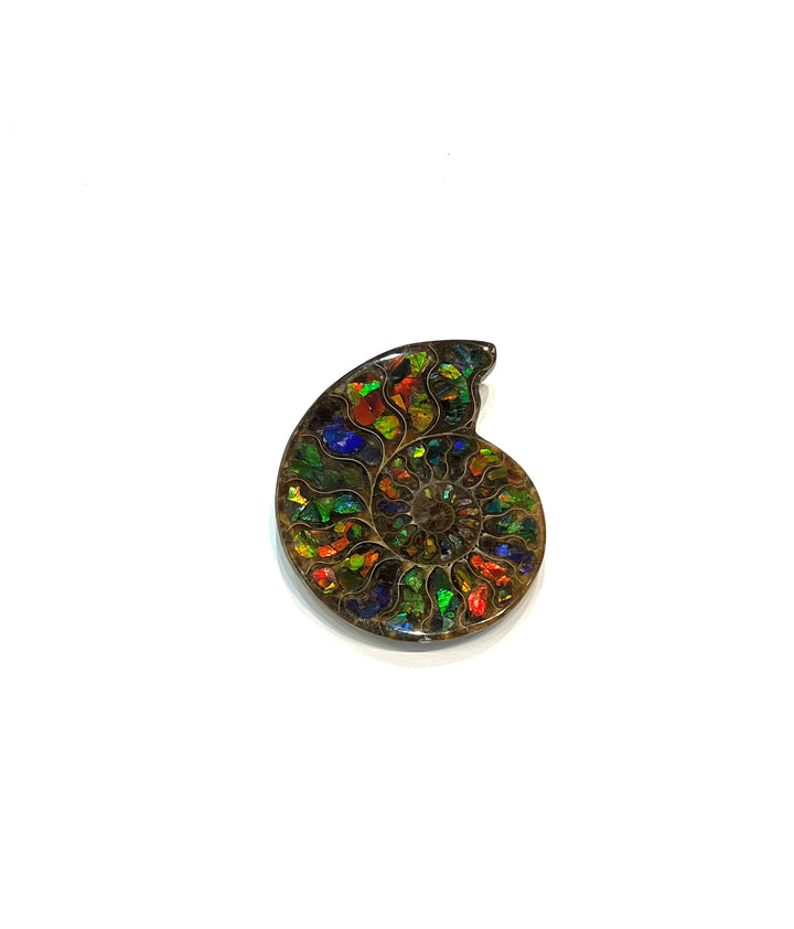 Madagascar Ammonite with Inlaid Ammolite