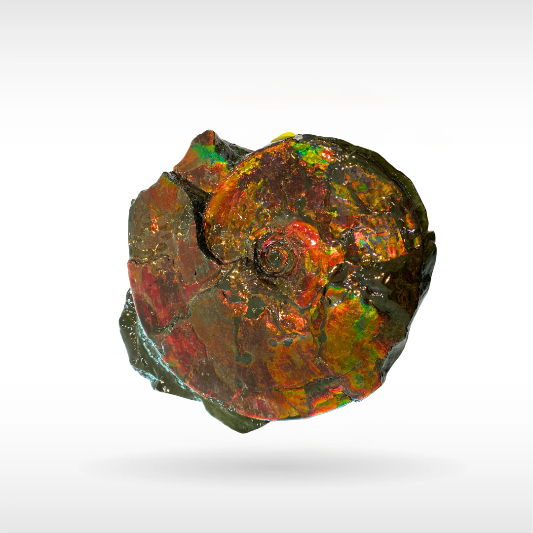 Canadian Ammonite 94 (1241)