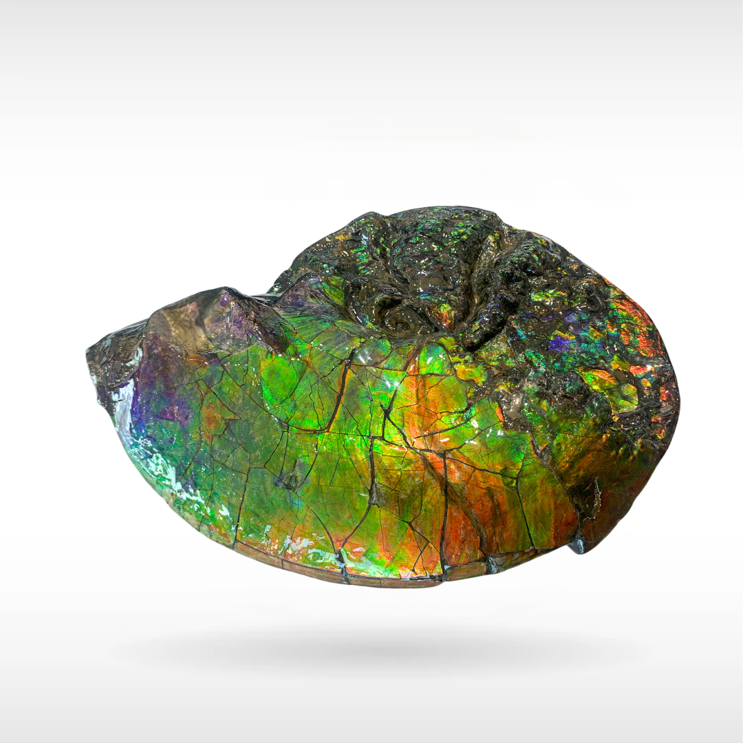 Canadian Ammonite - 4(1418)
