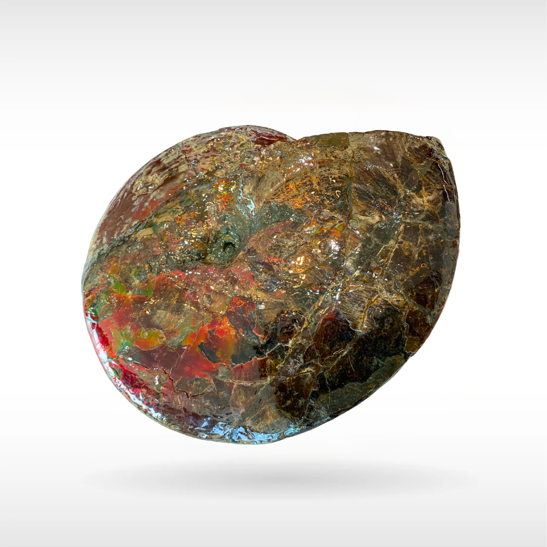 Canadian Ammonite 10(1385)