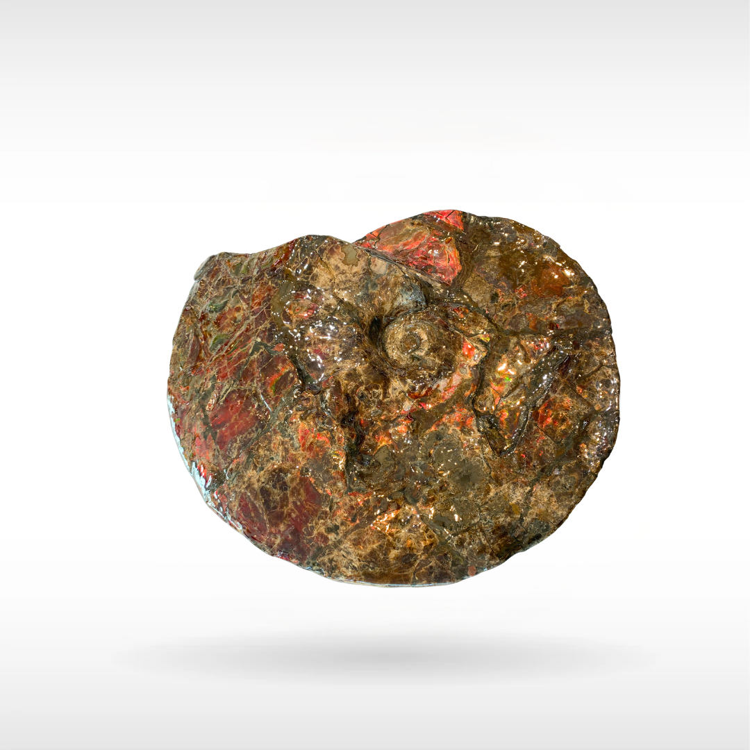 Canadian Ammonite 6(1364)