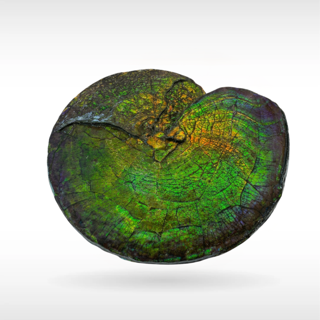 Canadian Ammonite 74 (B100)