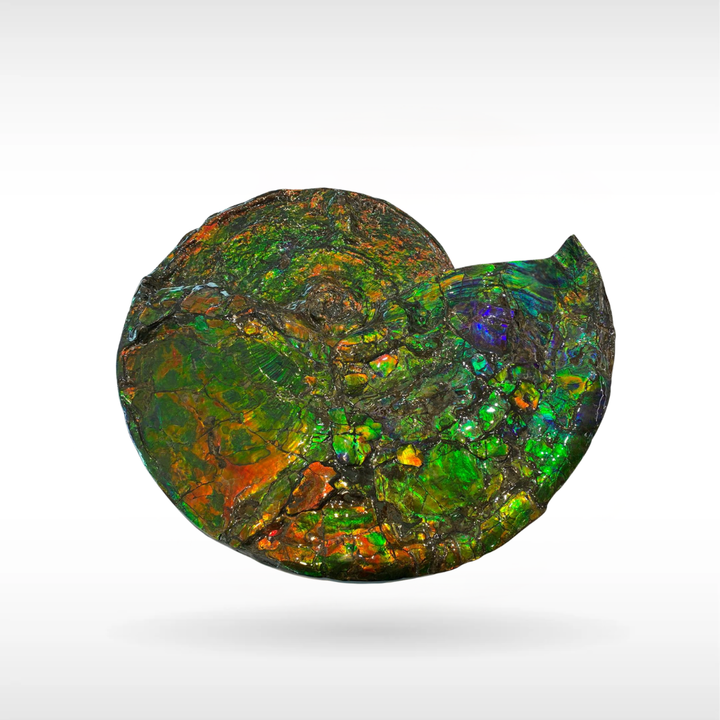Canadian Ammonite 46 (B100)