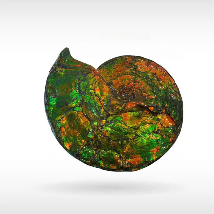 Canadian Ammonite 46 (B100)