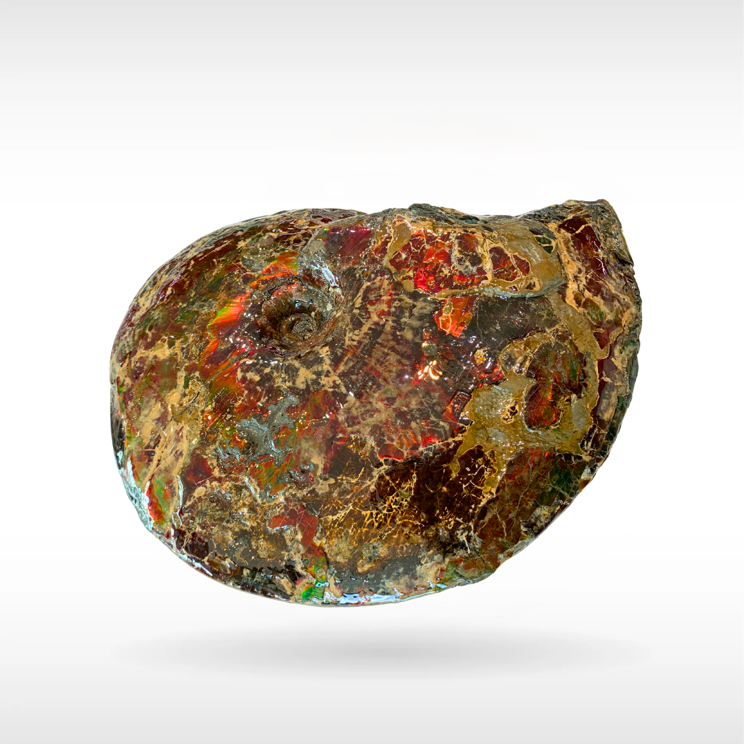 Canadian Ammonite 8(1332)