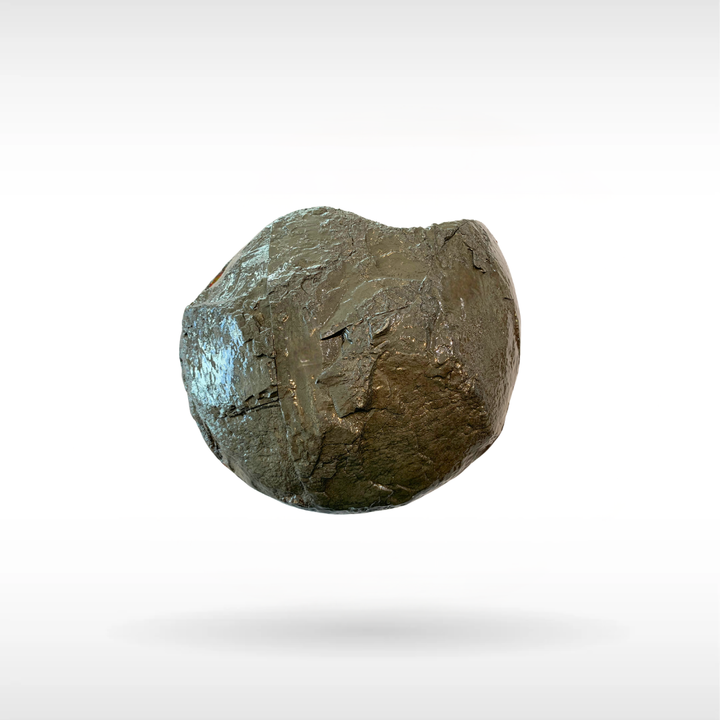 Canadian Ammonite 111 (1241)