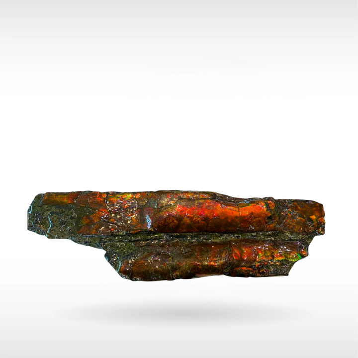 Canadian Ammonite 42(B100)