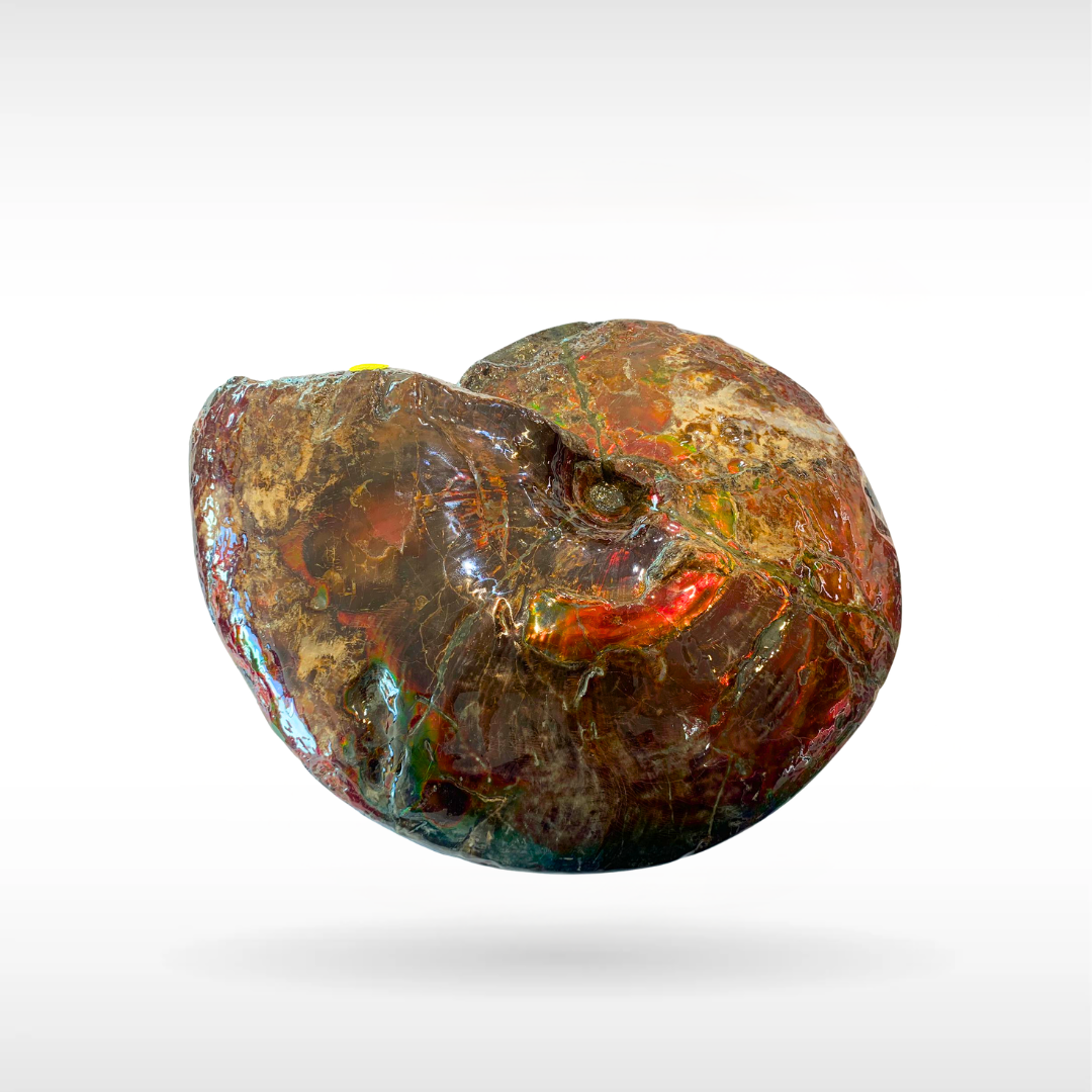 Canadian Ammonite 5 (1536)