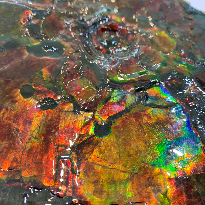 Canadian Ammonite 94 (1241)