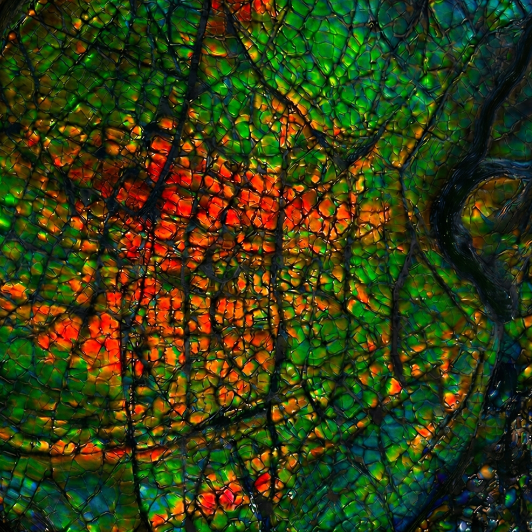 Canadian Ammonite 74 (B100)