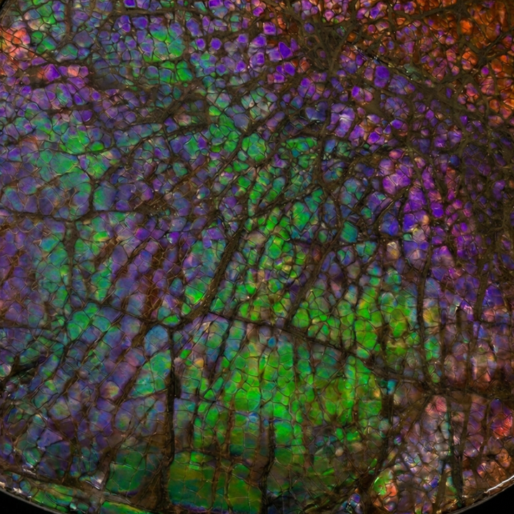 Canadian Ammonite 74 (B100)